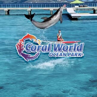 Coral World Ocean Park - Dolphin Moment Activities