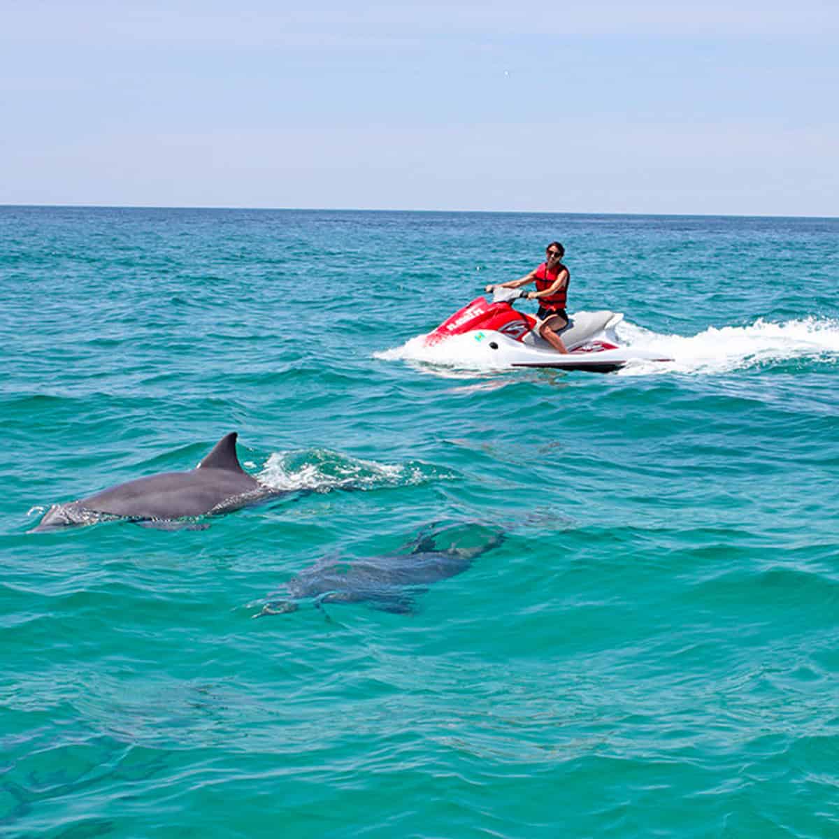 Happy's Watersports Daytime Dolphin Cruise - Image 4