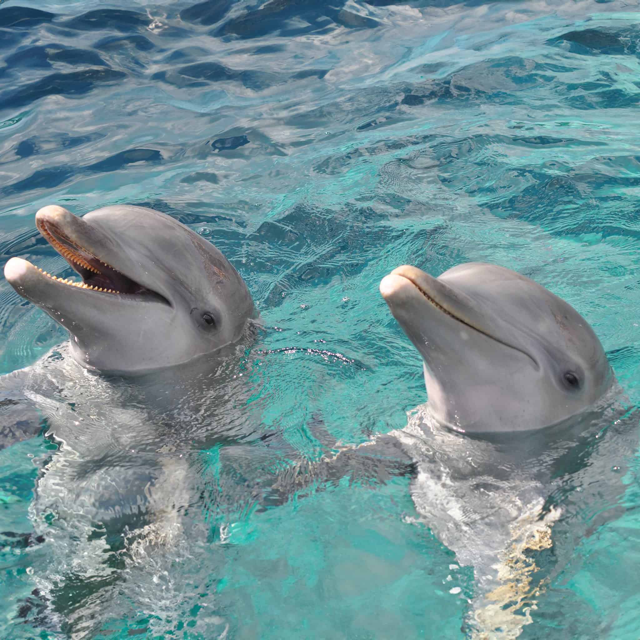 Happy's Watersports Daytime Dolphin Cruise - Image 3