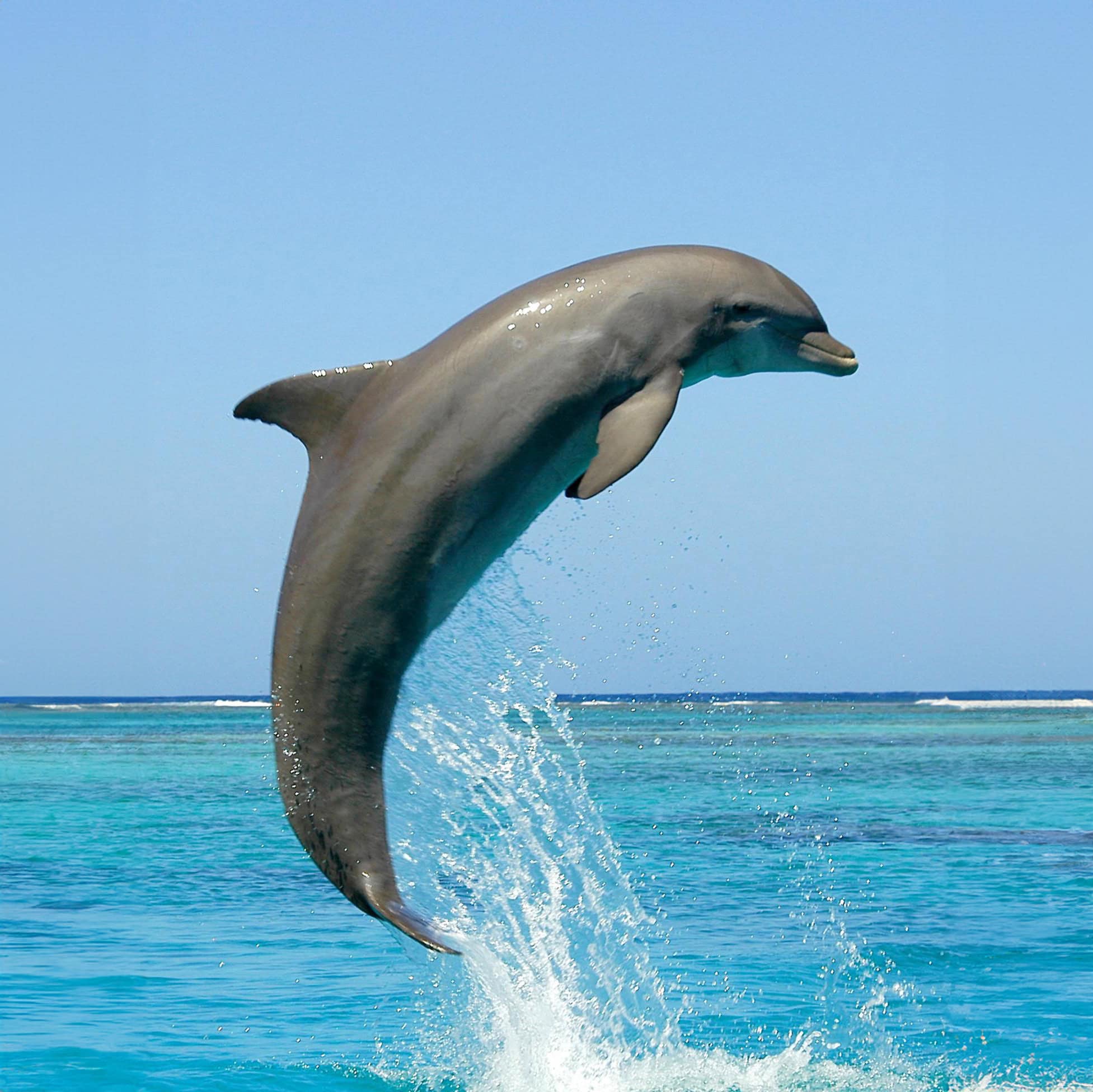 Happy's Watersports Daytime Dolphin Cruise - Image 2