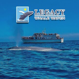 Legacy Whale Watching